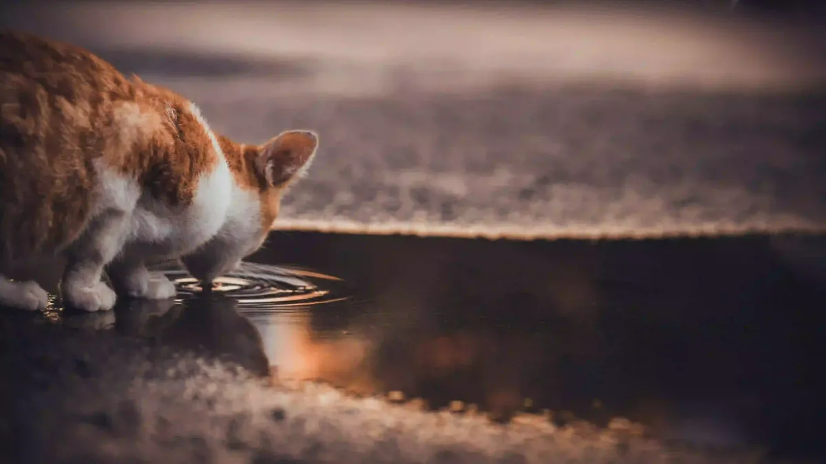 Meilleure fontaine pour chat : comparatif 2026