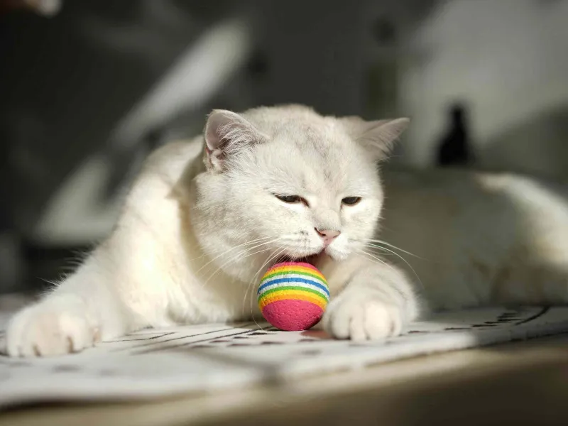 Test jouet balle électrique pour chat : mon avis complet