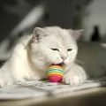 Test jouet balle électrique pour chat : mon avis complet