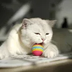 Test jouet balle électrique pour chat : mon avis complet