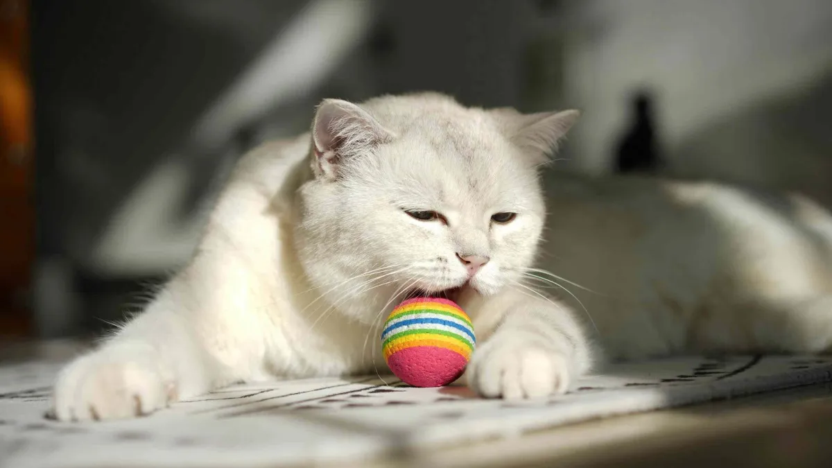 Test jouet balle électrique pour chat : mon avis complet
