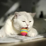 Test jouet balle électrique pour chat : mon avis complet