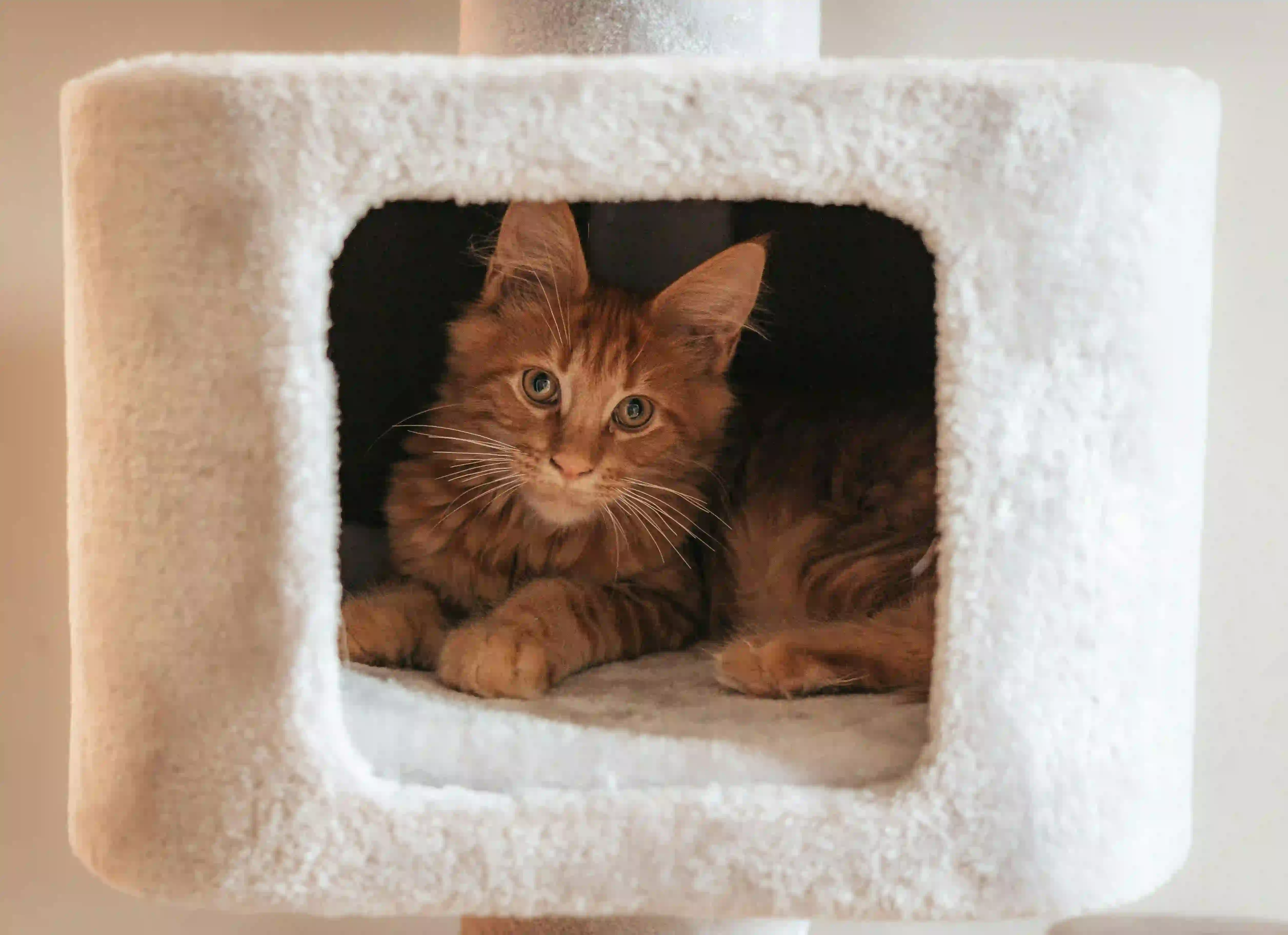 Avis arbre à chat Trixie Baza : vaut-il vraiment le coup ?