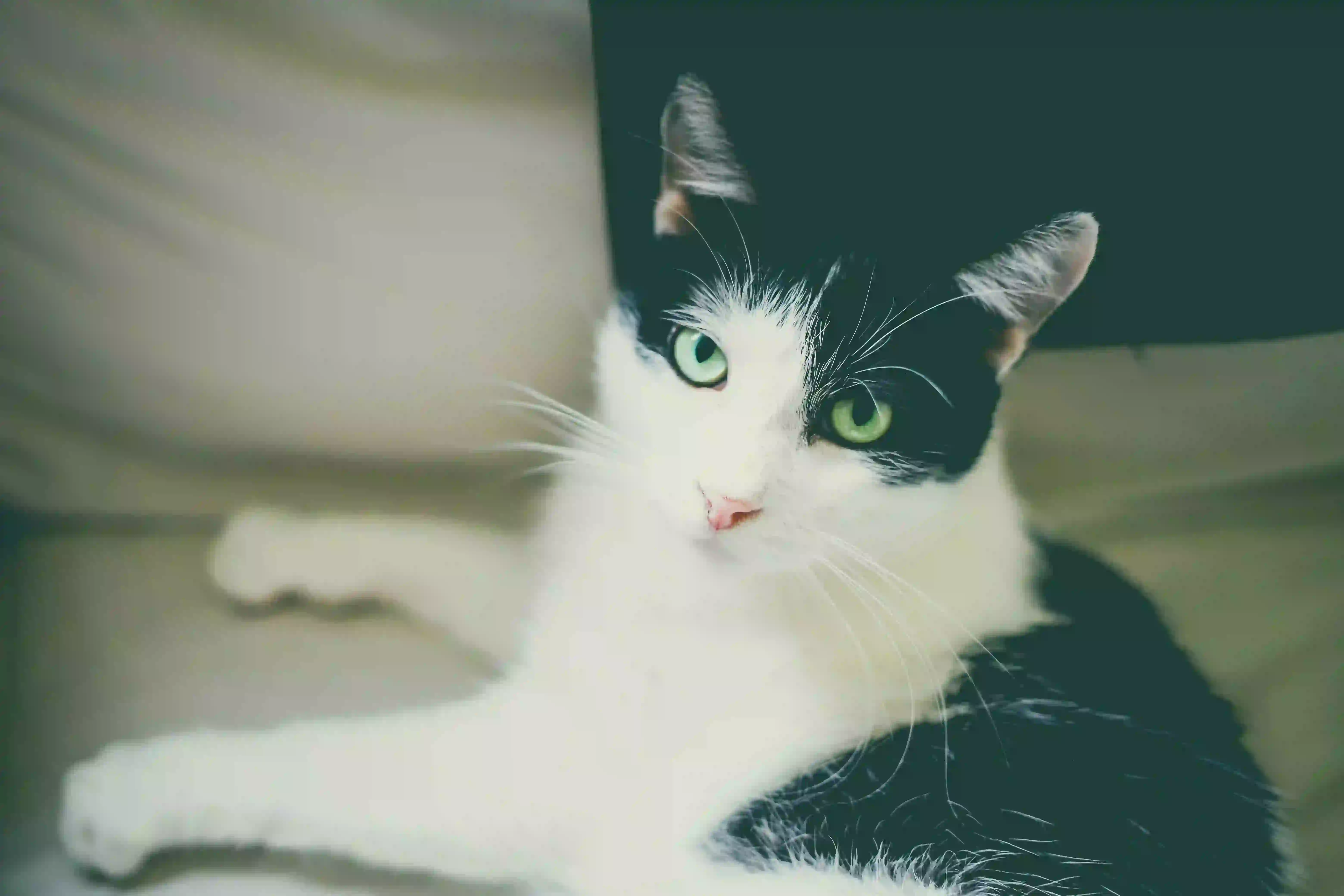 Mon chat s'ennuie : que faire ? 8 solutions anti-ennui pour chats d'intérieur