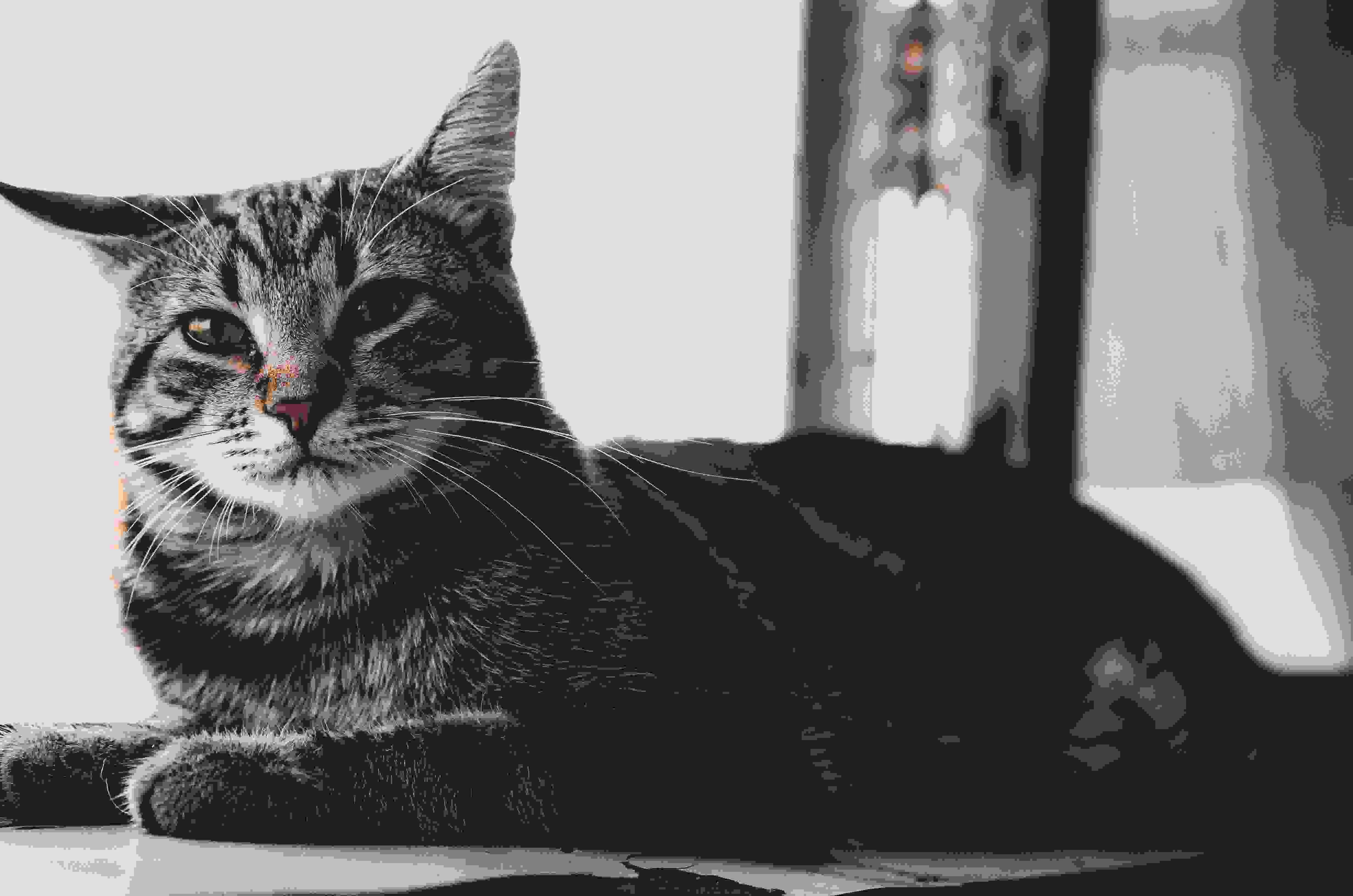 Chat d'intérieur qui s'ennuie : 10 solutions efficaces