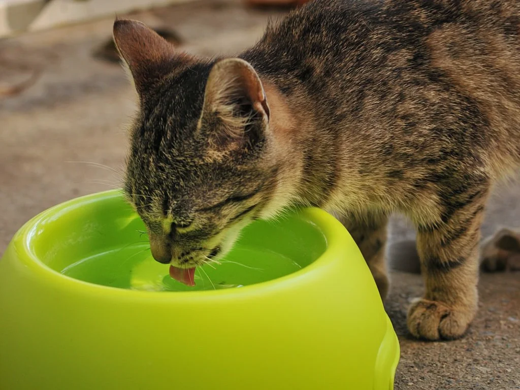 Fontaine Catit Flower : mon avis après 6 mois d'utilisation