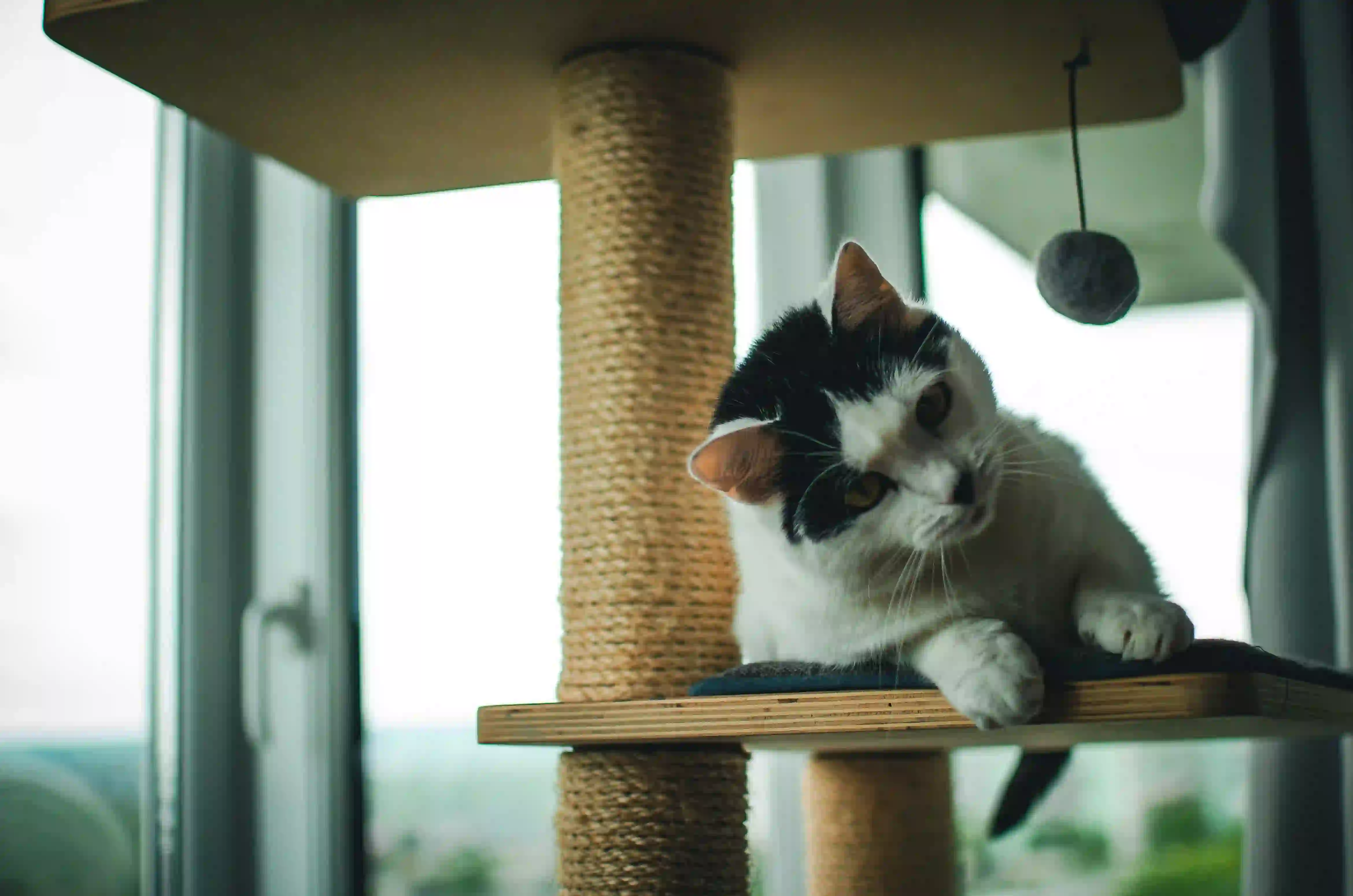 Griffoir vs arbre à chat : lequel choisir ?