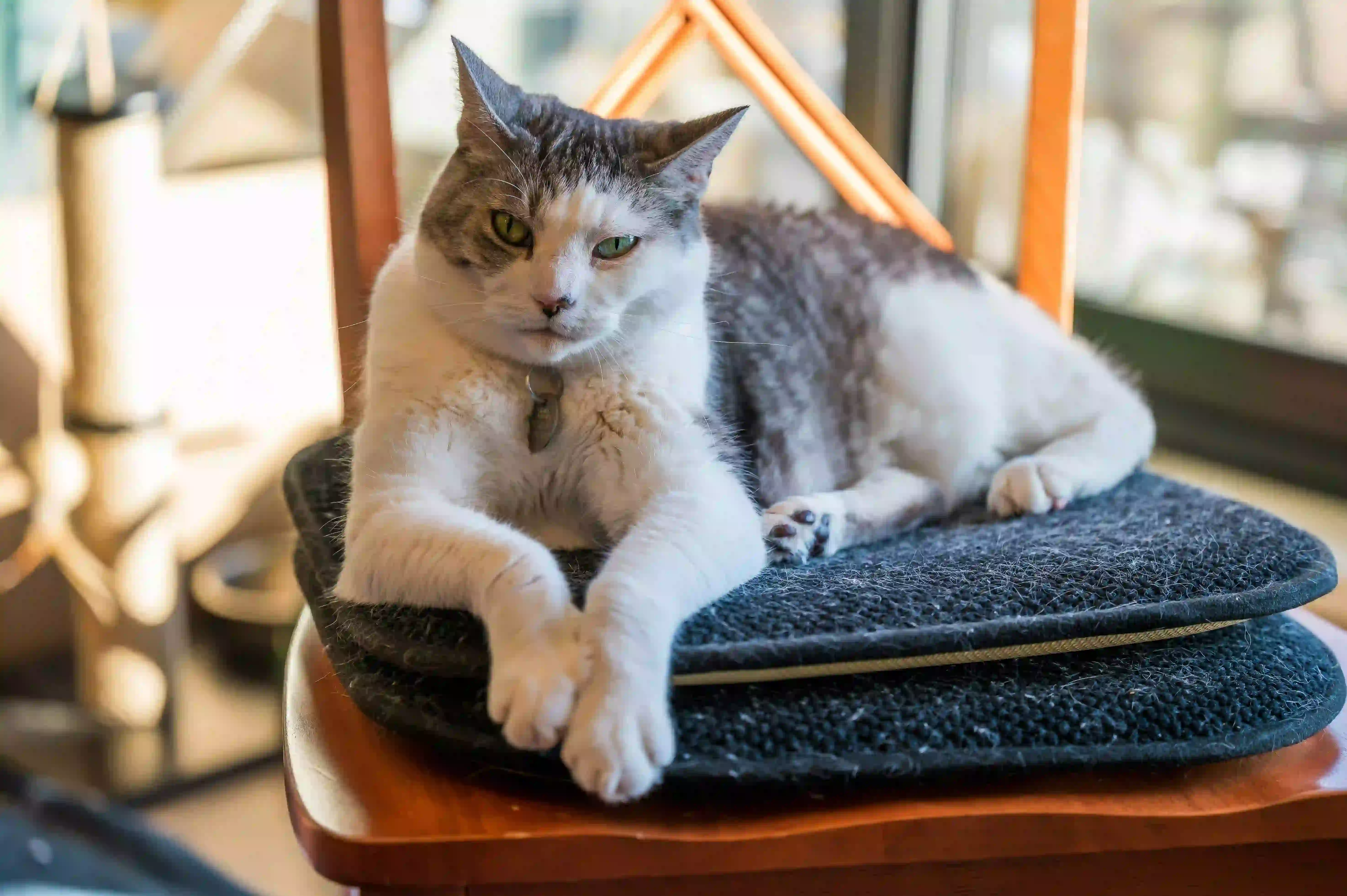 Les meilleurs paniers et coussins pour chat