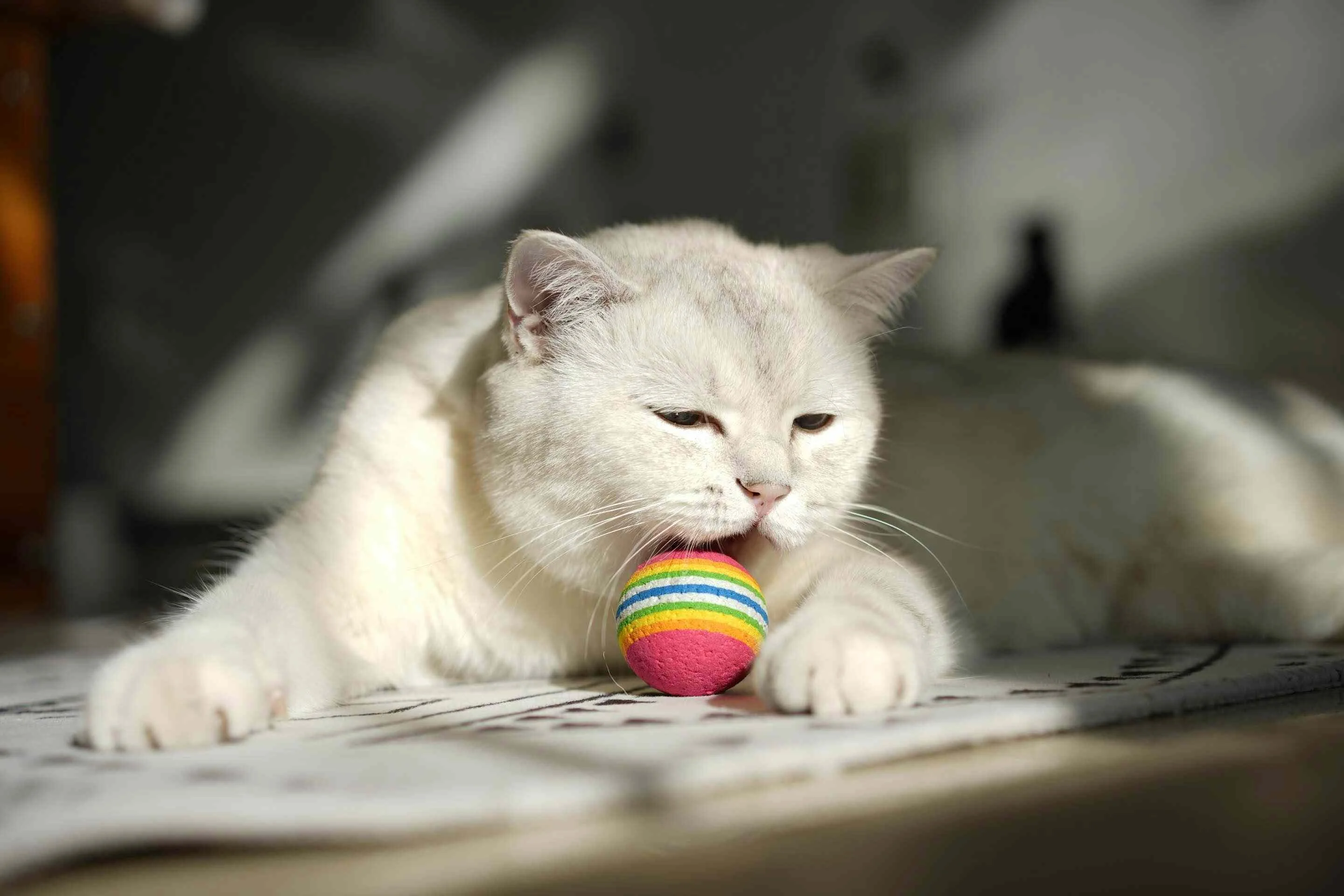 Test jouet balle électrique pour chat : mon avis complet